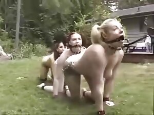 Pet Training