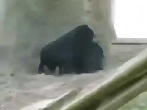 BIG FAT GORILLA PUSSY LIPS