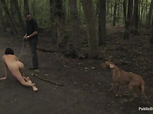 The Dog Walk