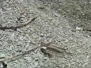 Fucking A Cuckold Bitch At The Beach